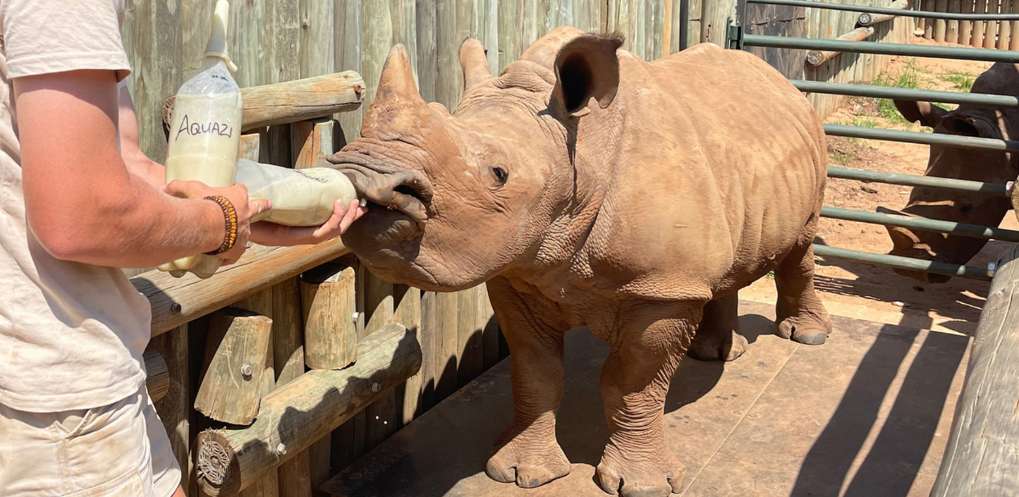 Aquazi- July Rhino Adoption
